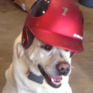 Meet your Posher, Todd